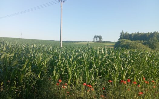 Sprzedam działkę przy drodze Stare Miasto