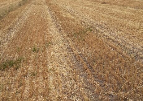 Działka 1,67 ha rolno-inwestycyjna w Lututowie